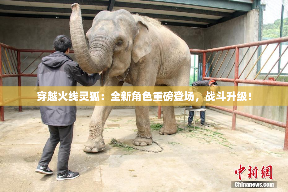 穿越火线灵狐：全新角色重磅登场，战斗升级！