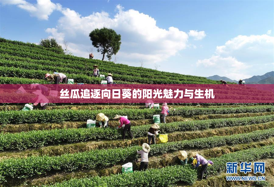 丝瓜追逐向日葵的阳光魅力与生机