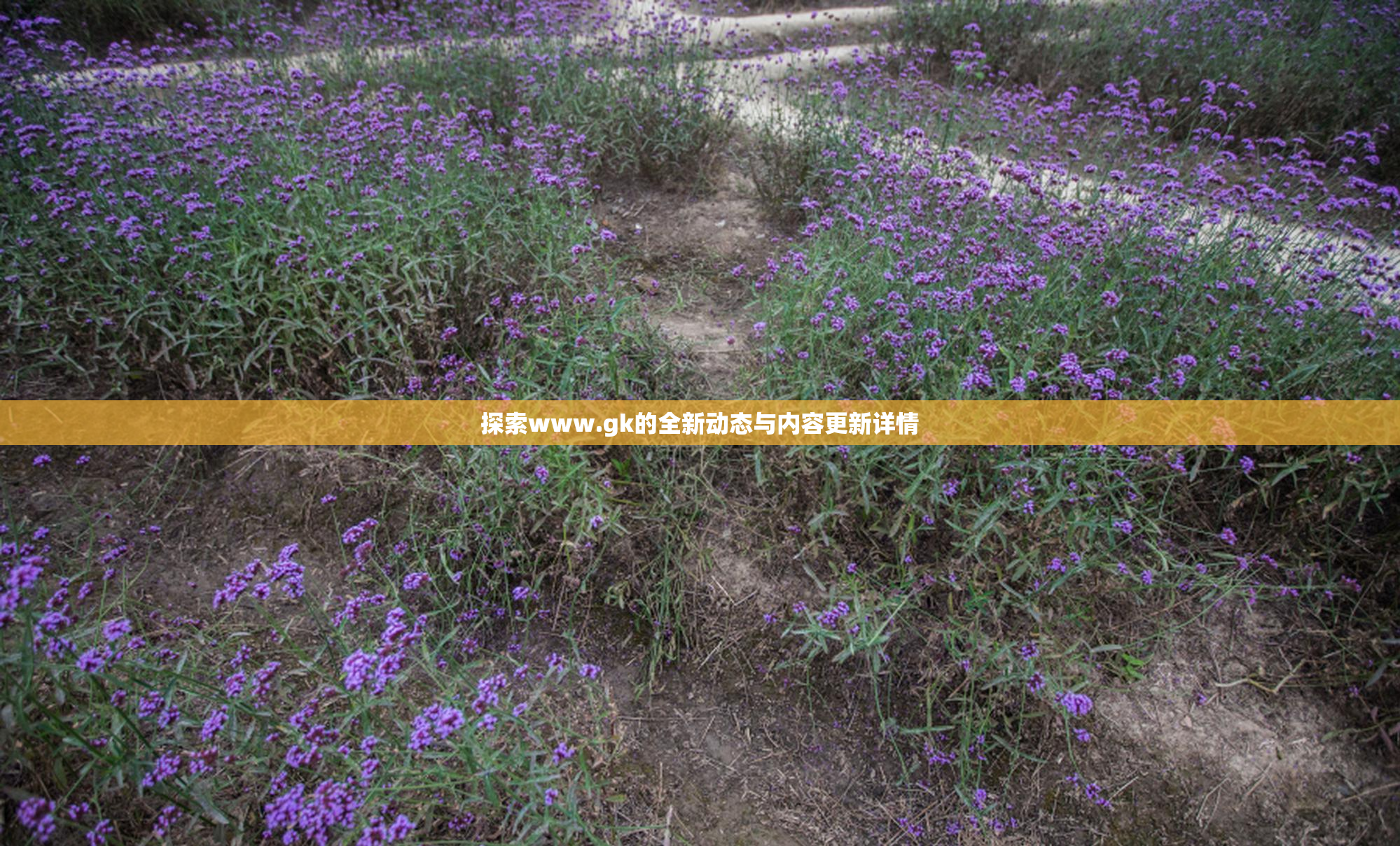 探索www.gk的全新动态与内容更新详情