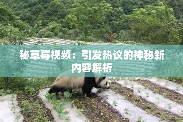 秘草莓视频：引发热议的神秘新内容解析
