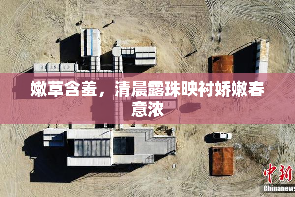 嫩草含羞，清晨露珠映衬娇嫩春意浓