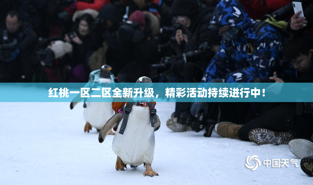 红桃一区二区全新升级，精彩活动持续进行中！