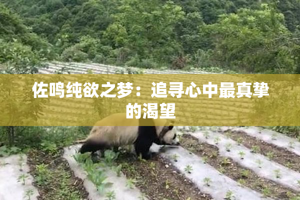 佐鸣纯欲之梦：追寻心中最真挚的渴望