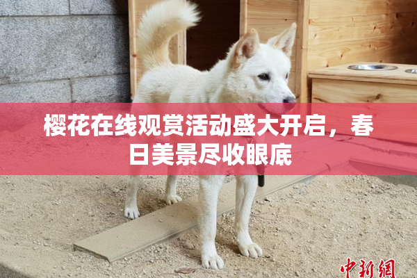 樱花在线观赏活动盛大开启，春日美景尽收眼底