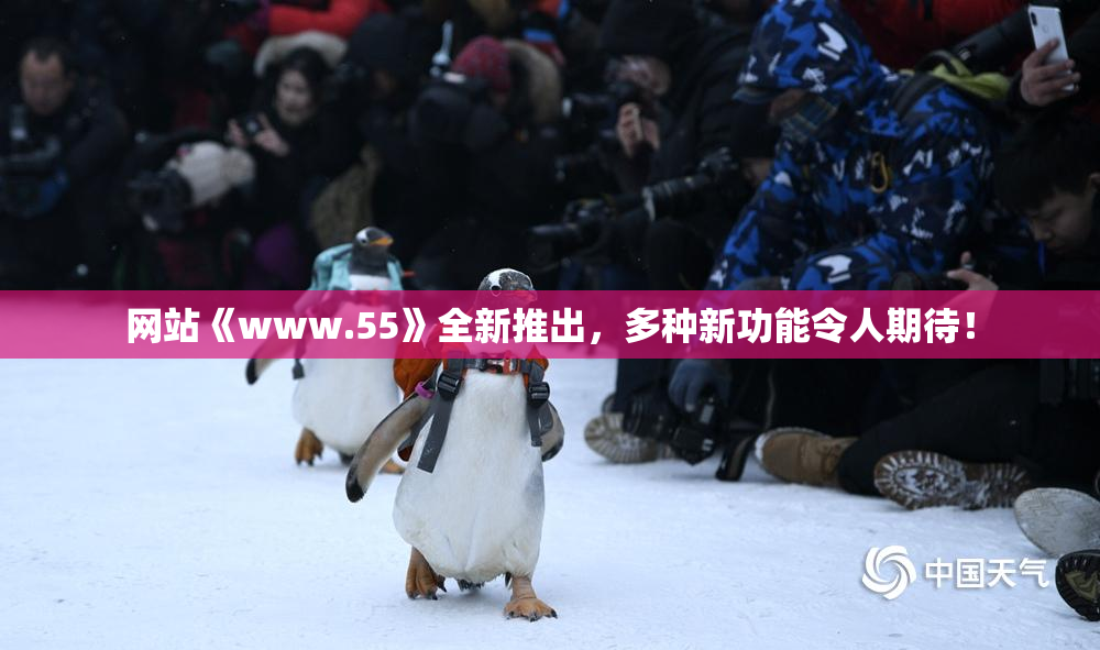 网站《www.55》全新推出，多种新功能令人期待！