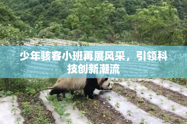 少年骇客小班再展风采，引领科技创新潮流