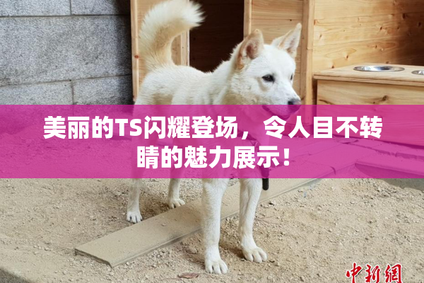 美丽的TS闪耀登场，令人目不转睛的魅力展示！