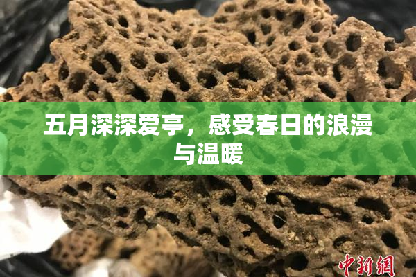 五月深深爱亭，感受春日的浪漫与温暖