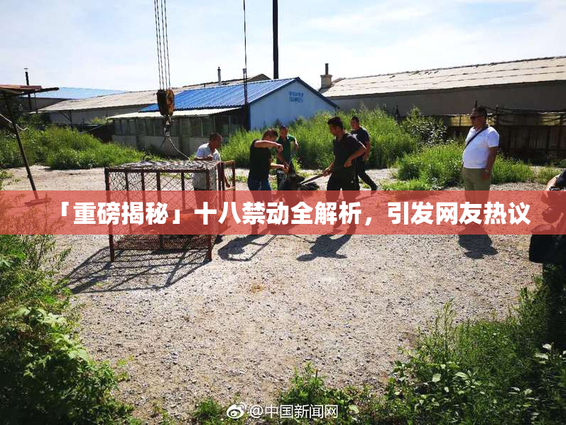 「重磅揭秘」十八禁动全解析，引发网友热议