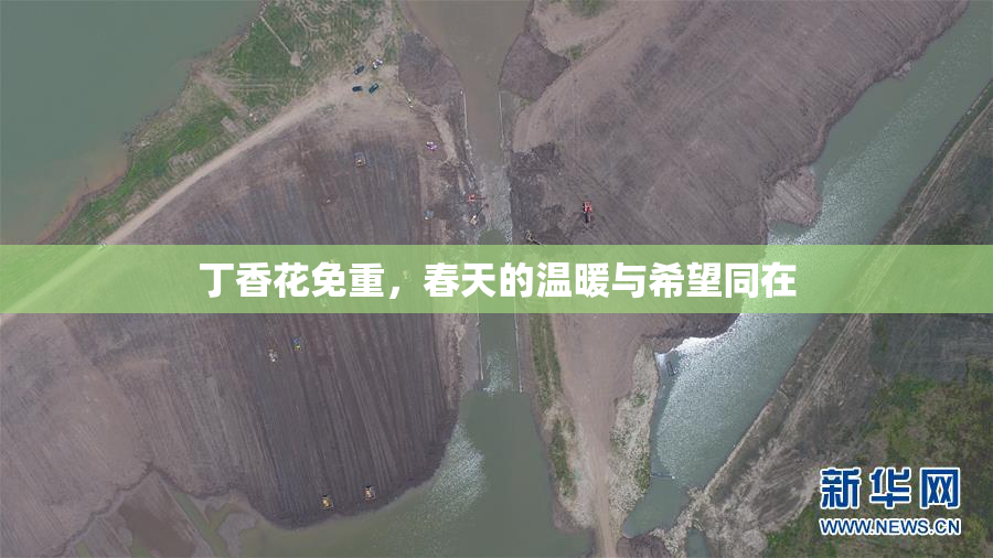 丁香花免重，春天的温暖与希望同在