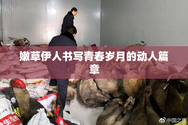 嫩草伊人书写青春岁月的动人篇章