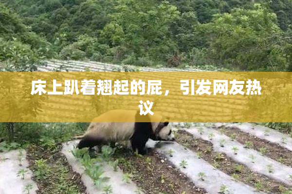 床上趴着翘起的屁，引发网友热议