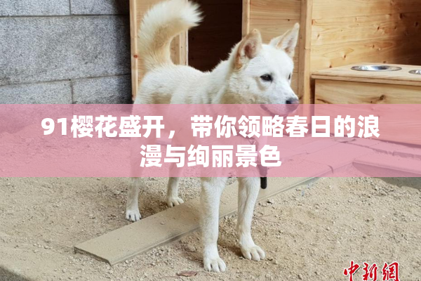 91樱花盛开，带你领略春日的浪漫与绚丽景色