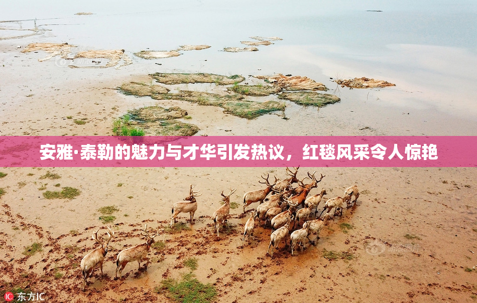 安雅·泰勒的魅力与才华引发热议，红毯风采令人惊艳