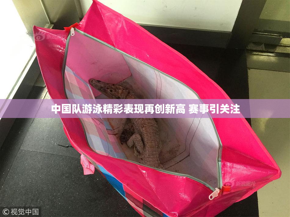 中国队游泳精彩表现再创新高 赛事引关注
