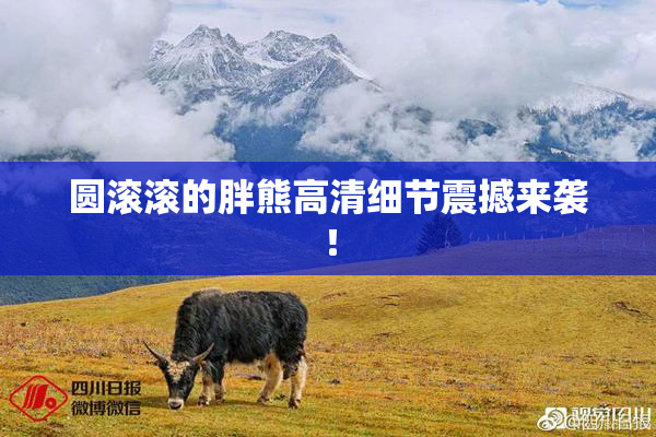 圆滚滚的胖熊高清细节震撼来袭！