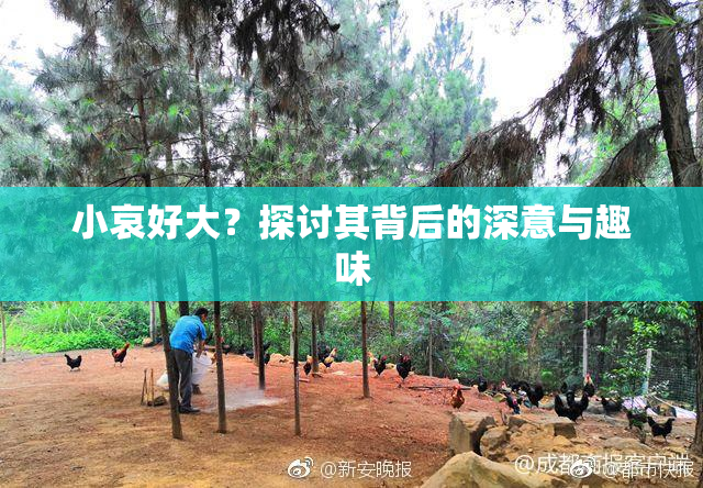 小哀好大？探讨其背后的深意与趣味