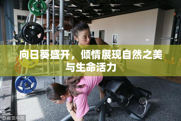 向日葵盛开，倾情展现自然之美与生命活力