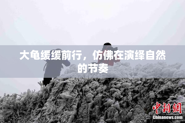 大龟缓缓前行，仿佛在演绎自然的节奏
