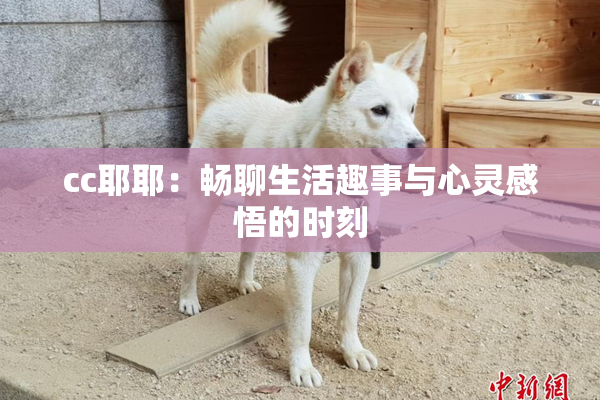 cc耶耶：畅聊生活趣事与心灵感悟的时刻