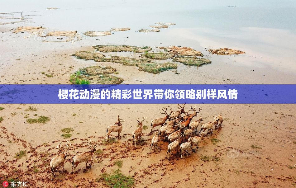 樱花动漫的精彩世界带你领略别样风情