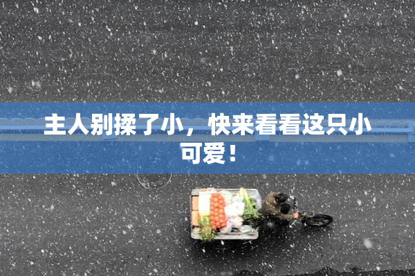 主人别揉了小，快来看看这只小可爱！