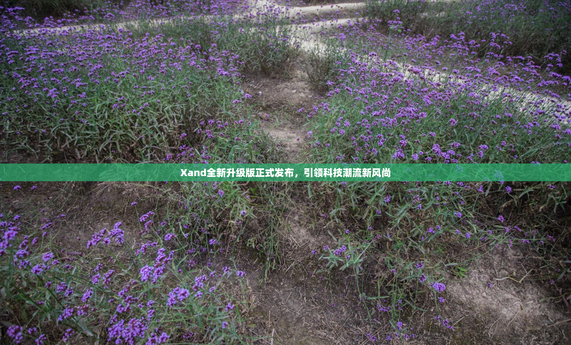 Xand全新升级版正式发布，引领科技潮流新风尚