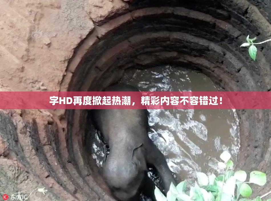 字HD再度掀起热潮，精彩内容不容错过！