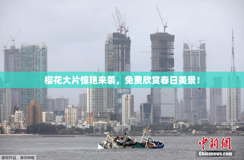 樱花大片惊艳来袭，免费欣赏春日美景！