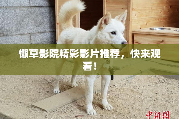 懒草影院精彩影片推荐，快来观看！