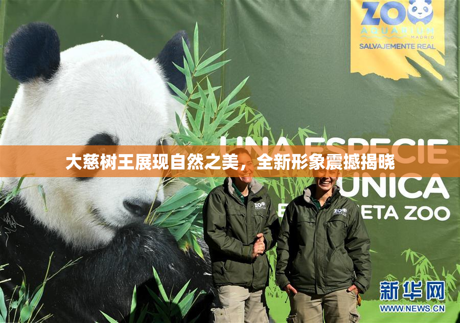 大慈树王展现自然之美，全新形象震撼揭晓