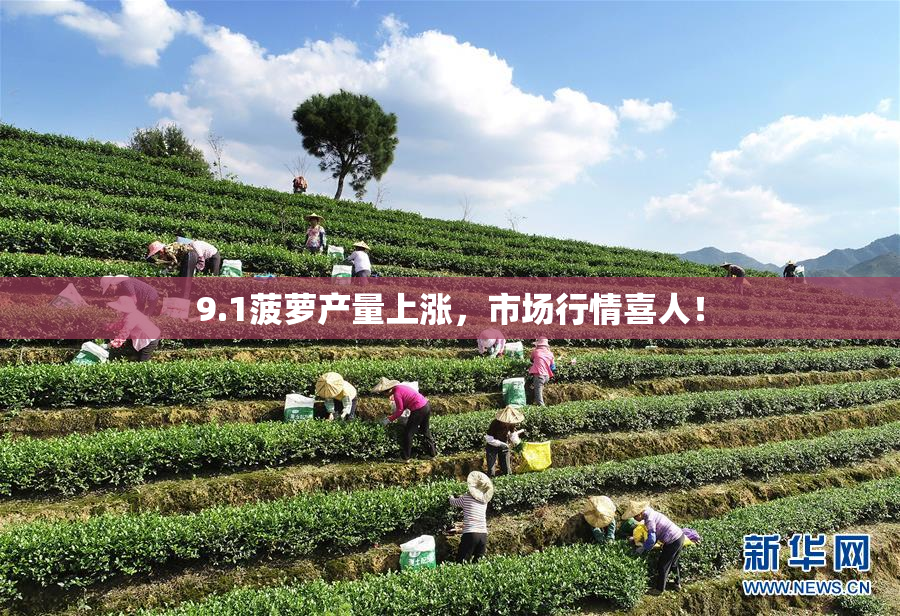 9.1菠萝产量上涨，市场行情喜人！