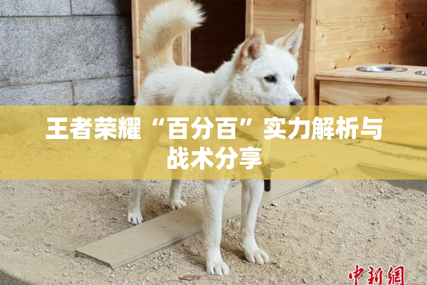 王者荣耀“百分百”实力解析与战术分享