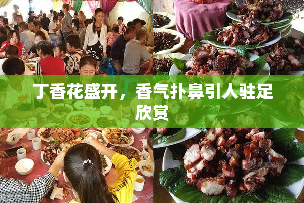 丁香花盛开，香气扑鼻引人驻足欣赏