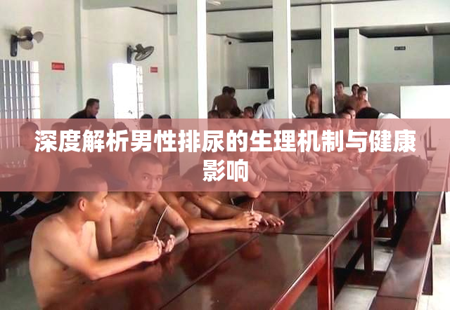 深度解析男性排尿的生理机制与健康影响