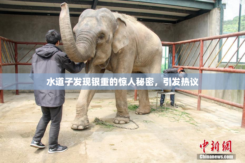 水道子发现银重的惊人秘密，引发热议