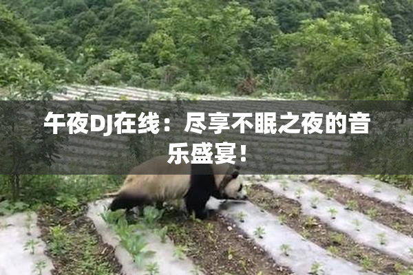 午夜DJ在线：尽享不眠之夜的音乐盛宴！