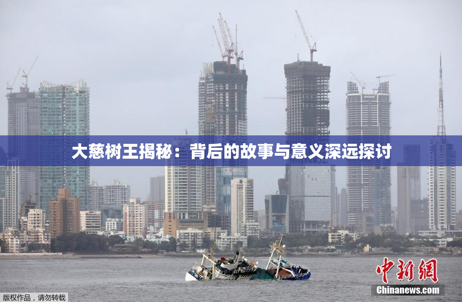 大慈树王揭秘：背后的故事与意义深远探讨