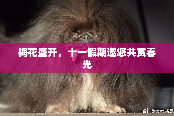 梅花盛开，十一假期邀您共赏春光