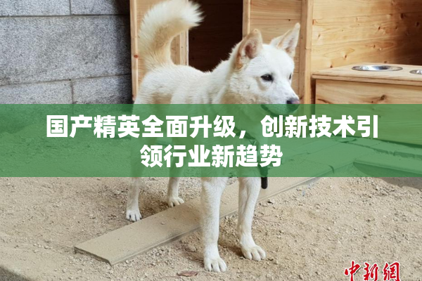 国产精英全面升级，创新技术引领行业新趋势