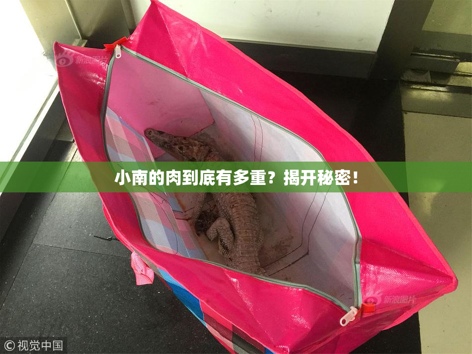 小南的肉到底有多重？揭开秘密！