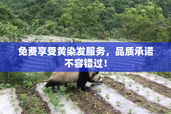 免费享受黄染发服务，品质承诺不容错过！