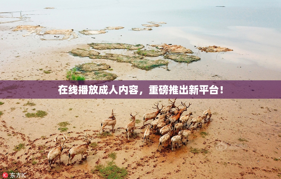 在线播放成人内容，重磅推出新平台！
