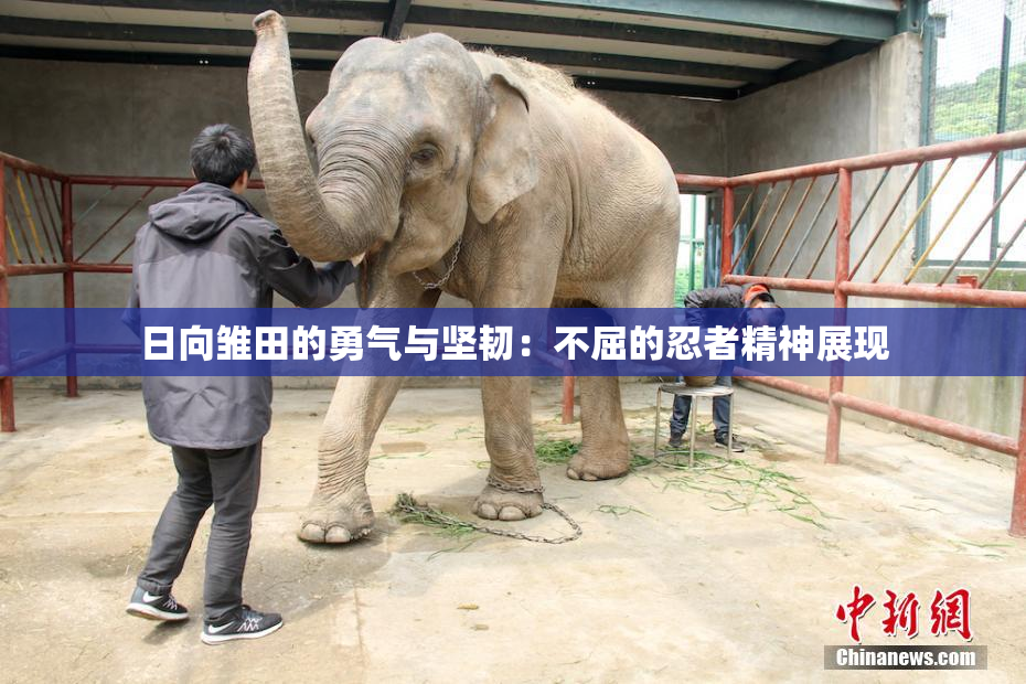 日向雏田的勇气与坚韧：不屈的忍者精神展现