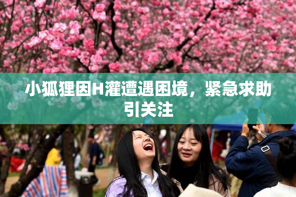 小狐狸因H灌遭遇困境，紧急求助引关注