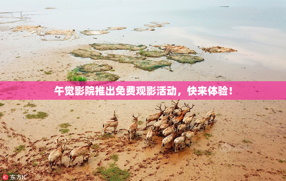 午觉影院推出免费观影活动，快来体验！