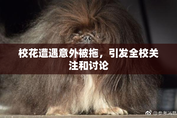 校花遭遇意外被拖，引发全校关注和讨论