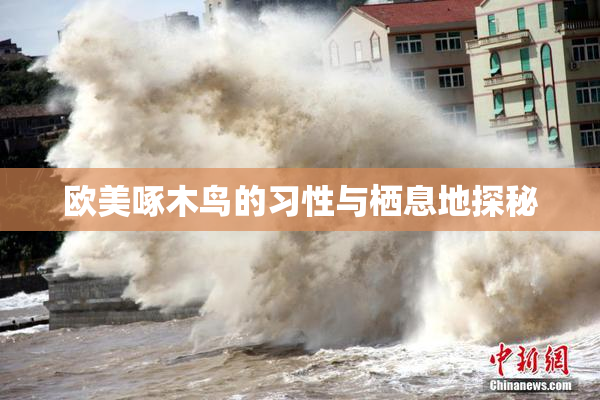 欧美啄木鸟的习性与栖息地探秘