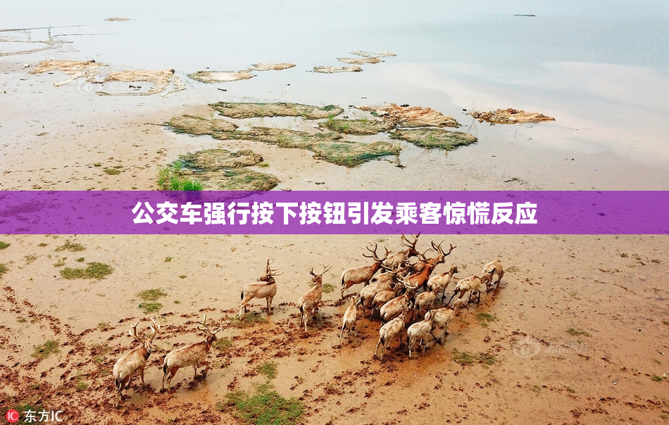 公交车强行按下按钮引发乘客惊慌反应