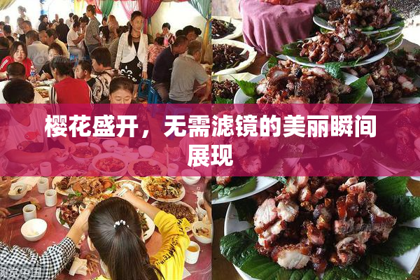 樱花盛开，无需滤镜的美丽瞬间展现